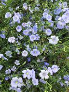 Flower Nature Plant
