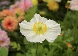 Flower Plant Poppy Spring