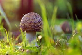 Amanita Red Mushroom
