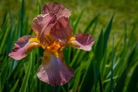 Iris Rouge Flower