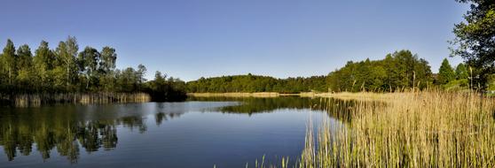 lake with trees and plants