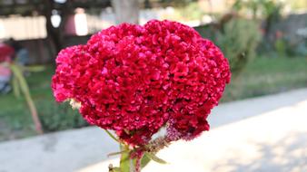 Nature Plant Flower