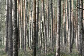 Wood Nature Desktop Background