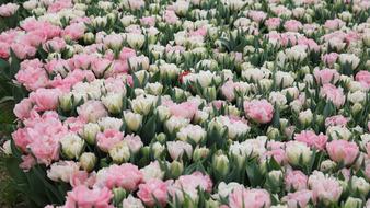 Flower Plant Nature