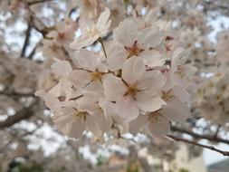 Nature Spring Flowers Cherry