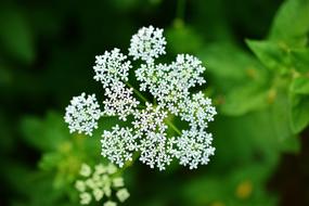 small plants a lot