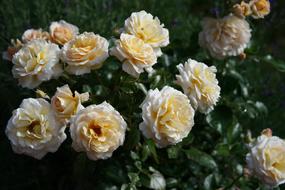Flower Rose Plant