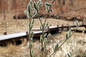 Nature Plants Outdoors Fresh