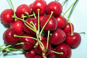 Cherries Red Green