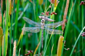 Nature Grass Plant