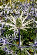Thistle Plant Green