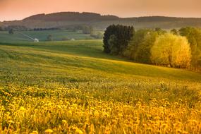 Sauerland Evening Sun Dandelion