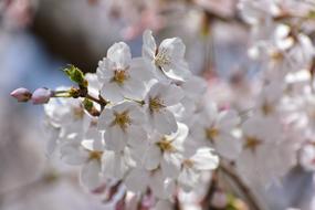 Natural Landscape Plant
