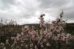 Tree Flower Current Season