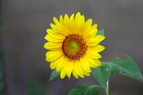 Nature Plants Summer