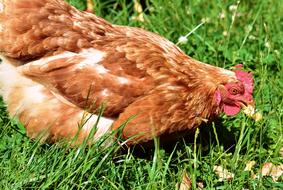 fluffy chicken eating grass