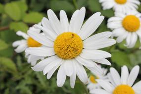 White Daisy Flower