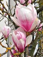 Flower Magnolia Pink White