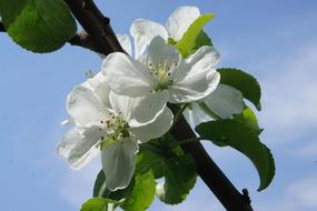 Flower Flowers Apple Tree