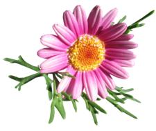 Daisy Flower Cut