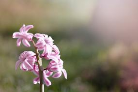 Hyacinth Pink