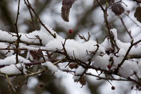 Tree Branch Season