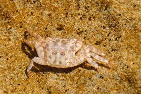 Crab Sand Cancer