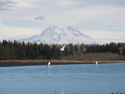 Mt Rainier Seagulls Scenic