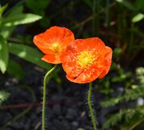 Poppy Garden Orange