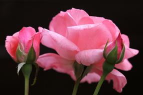 Pink Roses Papillon Flower Bloom