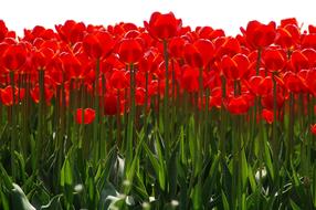 Tulip Plant Nature