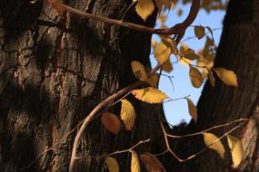 Tree Nature Wood