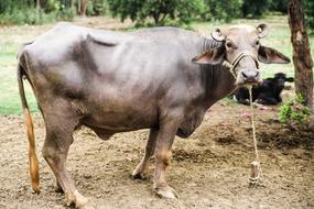 skinny cow on a leash