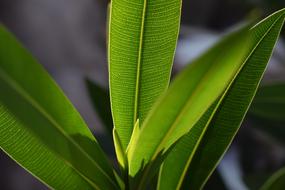 Foliage Plant Green Leaf