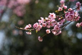 Flower Tree Branch