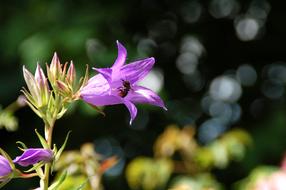 Plant Nature Garden