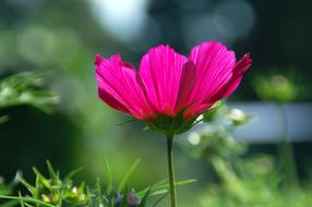 Nature Plant Summer
