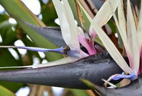 Garden Plants Outbreak