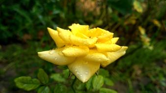 the yellow rosebud is magnificent