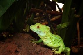 Reptile Wildlife Lizard