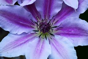 Clematis Flower Plant