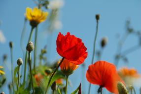 Nature Plant Summer