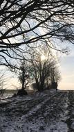 Tree Nature Winter