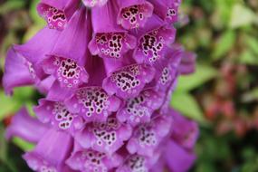 Nature Flower Flora