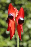 Sturt'S Desert Pea Floral Emblem