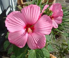 Flower Plant Hibiscus
