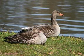 Goose Nature Bird