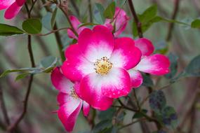 Pink Red-White Garden