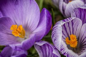 Flowers Crocus Purple