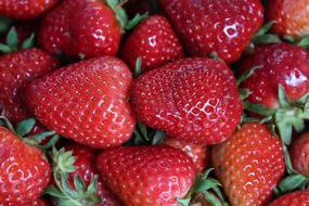 Sweet delicious strawberries harvest